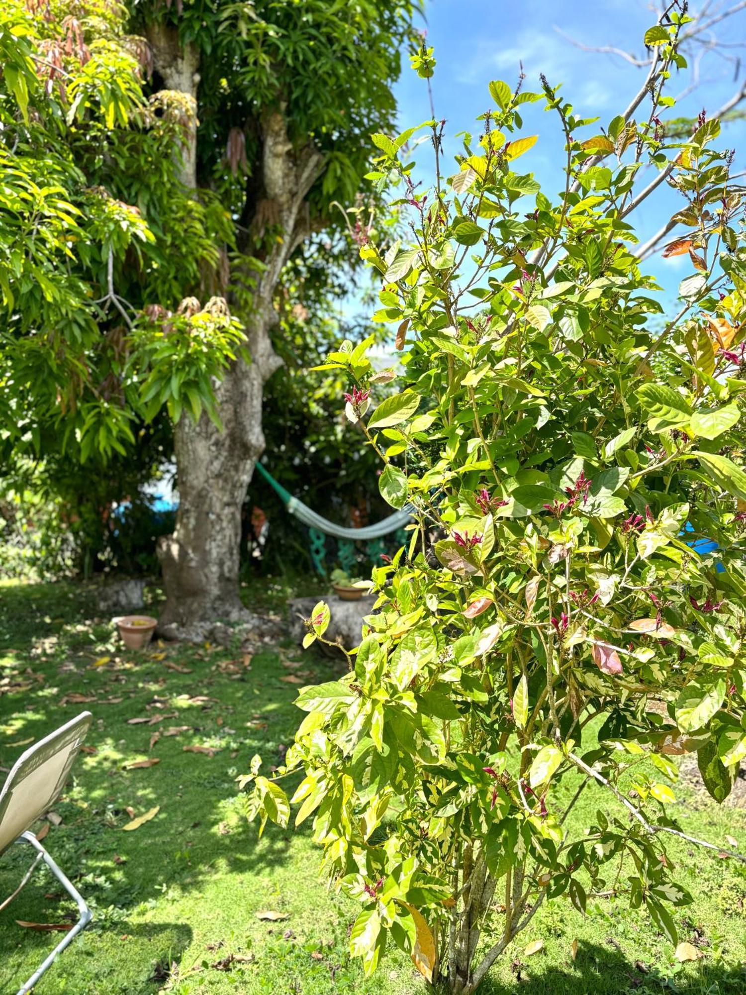 La Maison Creole Du Flamboyant - Proche Des Plages Anse-Bertrand Eksteriør billede