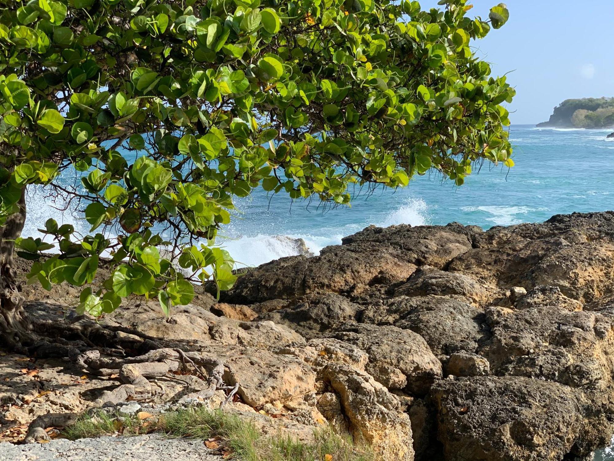 La Maison Creole Du Flamboyant - Proche Des Plages Anse-Bertrand Eksteriør billede